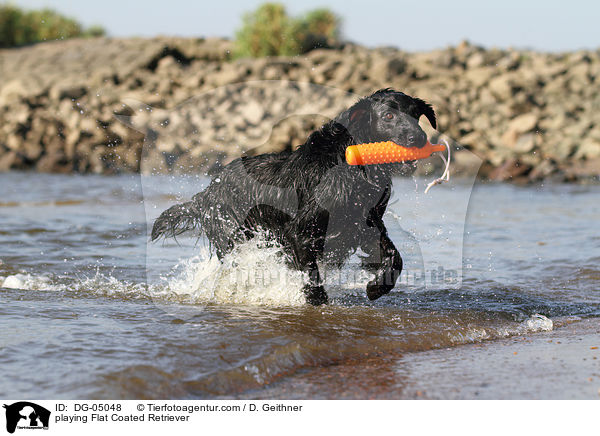 spielender Flat Coated Retriever / playing Flat Coated Retriever / DG-05048