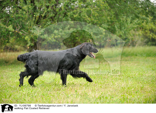 laufender Flat Coated Retriever / walking Flat Coated Retriever / YJ-06798