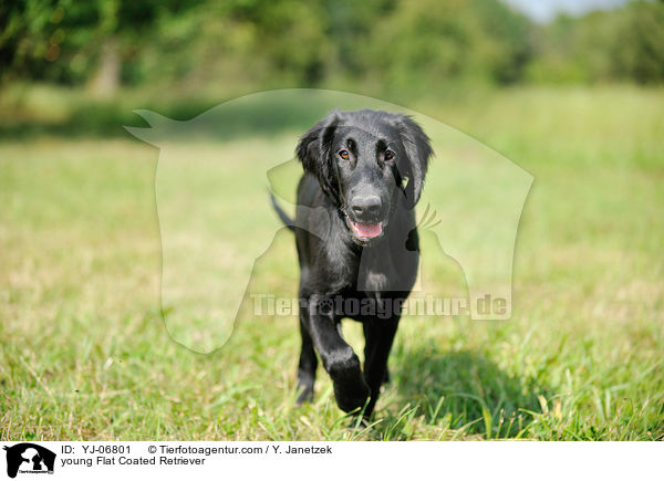 junger Flat Coated Retriever / young Flat Coated Retriever / YJ-06801