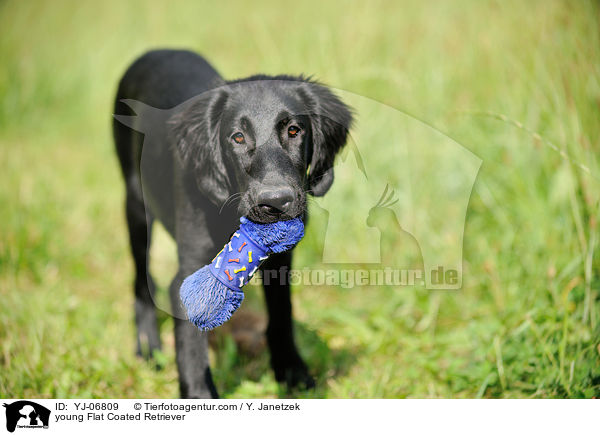 junger Flat Coated Retriever / young Flat Coated Retriever / YJ-06809