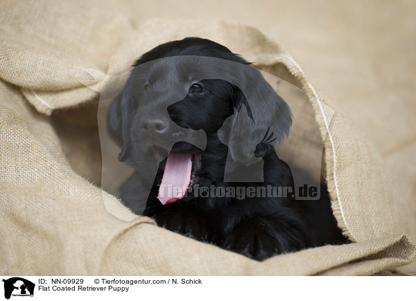 Flat Coated Retriever Welpe / Flat Coated Retriever Puppy / NN-09929