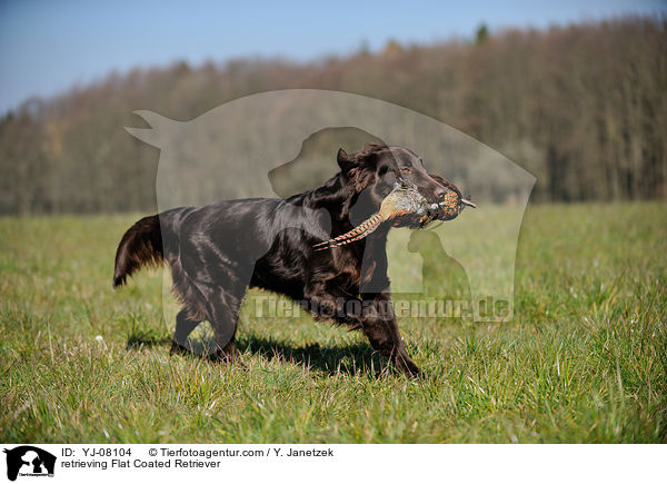 retrieving Flat Coated Retriever / YJ-08104