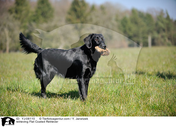 apportierender Flat Coated Retriever / retrieving Flat Coated Retriever / YJ-08110