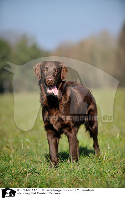 stehender Flat Coated Retriever / standing Flat Coated Retriever / YJ-08117