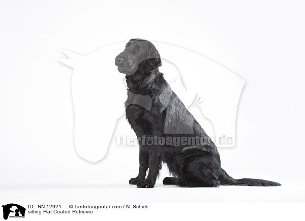 sitzender Flat Coated Retriever / sitting Flat Coated Retriever / NN-12921