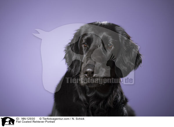 Flat Coated Retriever Portrait / Flat Coated Retriever Portrait / NN-12930