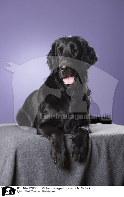 liegender Flat Coated Retriever / lying Flat Coated Retriever / NN-12935