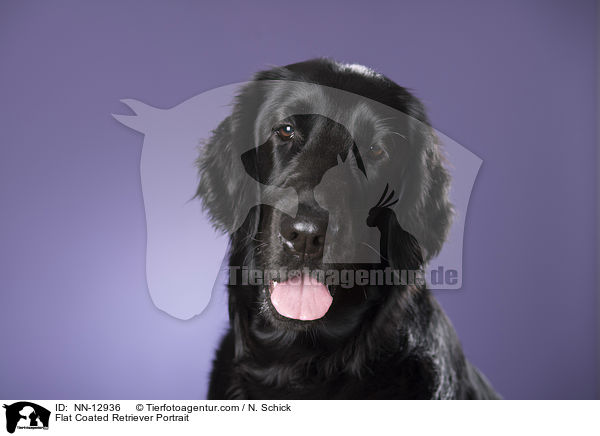 Flat Coated Retriever Portrait / Flat Coated Retriever Portrait / NN-12936