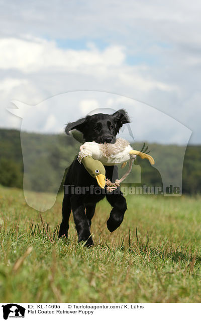 Flat Coated Retriever Welpe / Flat Coated Retriever Puppy / KL-14695