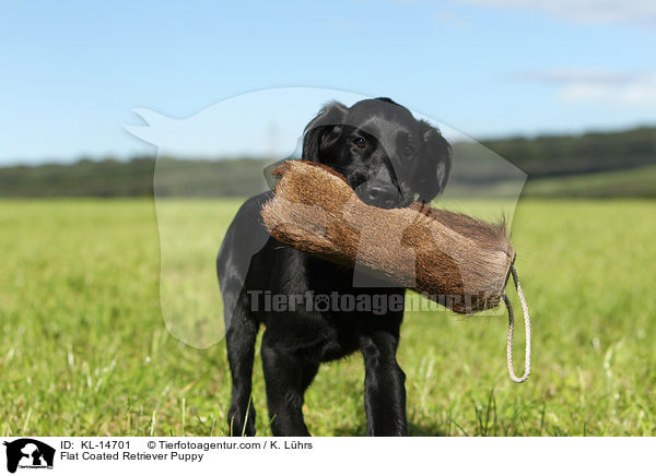 Flat Coated Retriever Welpe / Flat Coated Retriever Puppy / KL-14701