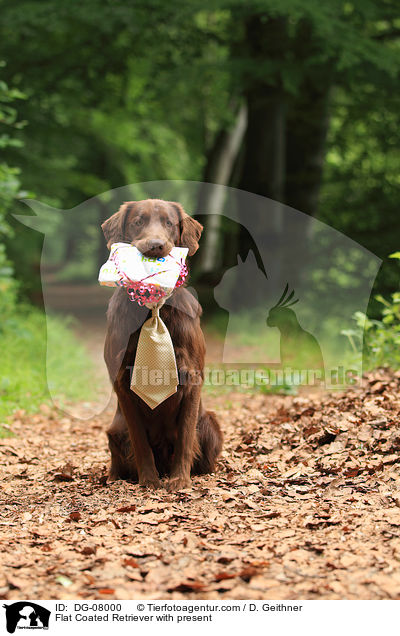 Flat Coated Retriever mit Geschenk / Flat Coated Retriever with present / DG-08000