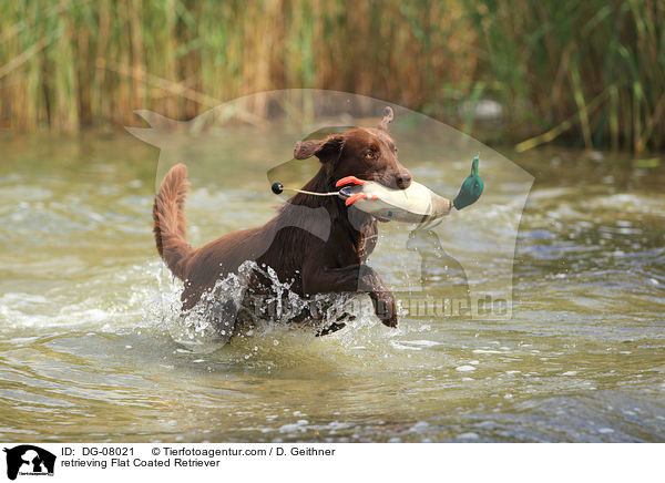 apportierender Flat Coated Retriever / retrieving Flat Coated Retriever / DG-08021