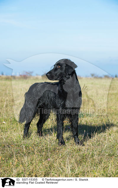 stehender Flat Coated Retriever / standing Flat Coated Retriever / SST-15355