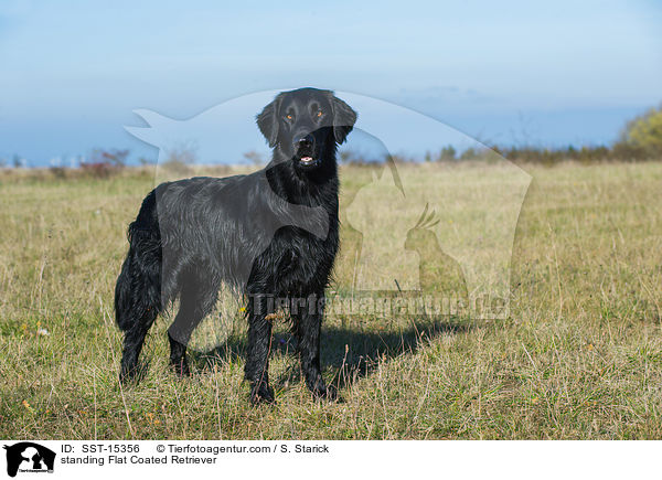 stehender Flat Coated Retriever / standing Flat Coated Retriever / SST-15356