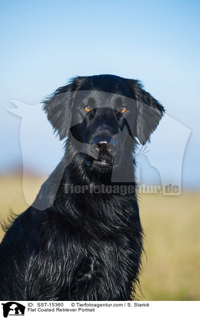 Flat Coated Retriever Portrait / Flat Coated Retriever Portrait / SST-15360