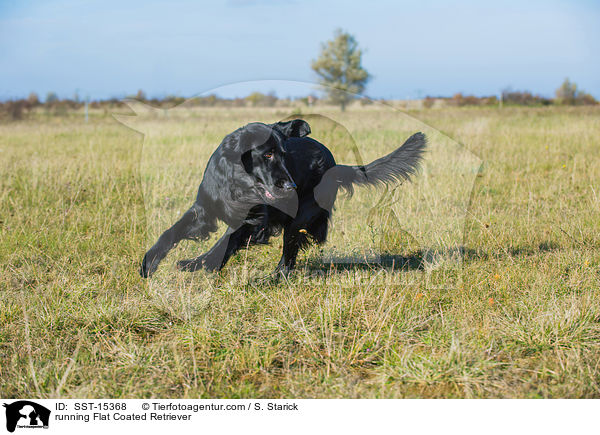 rennender Flat Coated Retriever / running Flat Coated Retriever / SST-15368