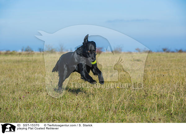 spielender Flat Coated Retriever / playing Flat Coated Retriever / SST-15370