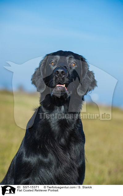 Flat Coated Retriever Portrait / Flat Coated Retriever Portrait / SST-15371