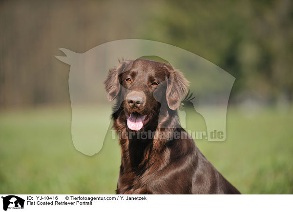 Flat Coated Retriever Portrait / Flat Coated Retriever Portrait / YJ-10416