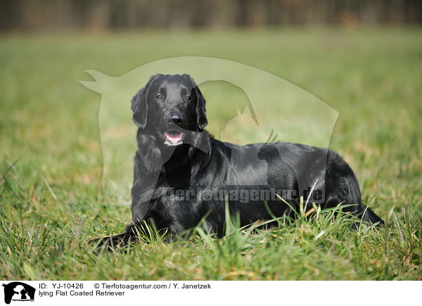 liegender Flat Coated Retriever / lying Flat Coated Retriever / YJ-10426