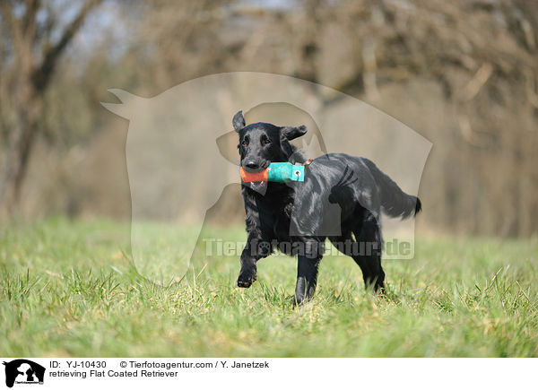 apportierender Flat Coated Retriever / retrieving Flat Coated Retriever / YJ-10430