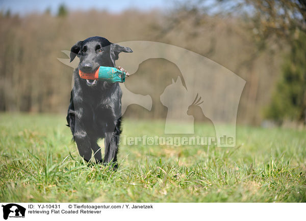 apportierender Flat Coated Retriever / retrieving Flat Coated Retriever / YJ-10431