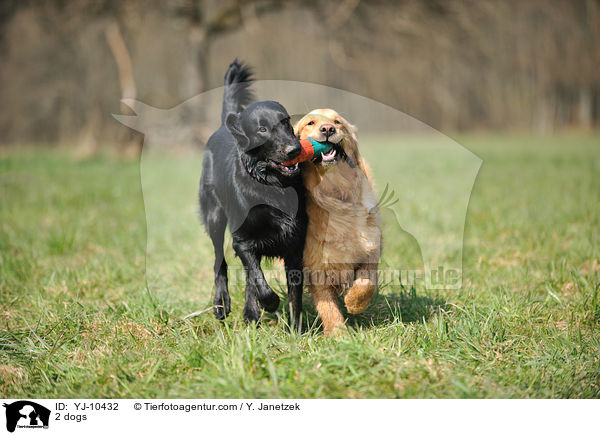 2 Hunde / 2 dogs / YJ-10432