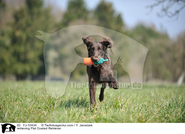 apportierender Flat Coated Retriever / retrieving Flat Coated Retriever / YJ-10434