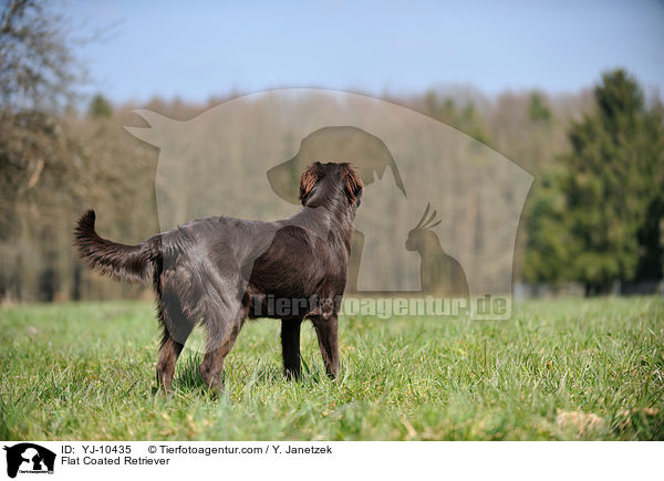 Flat Coated Retriever / Flat Coated Retriever / YJ-10435