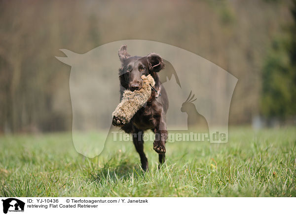 apportierender Flat Coated Retriever / retrieving Flat Coated Retriever / YJ-10436