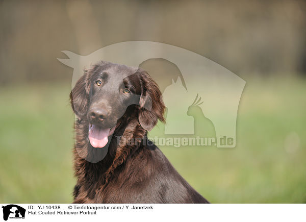 Flat Coated Retriever Portrait / Flat Coated Retriever Portrait / YJ-10438