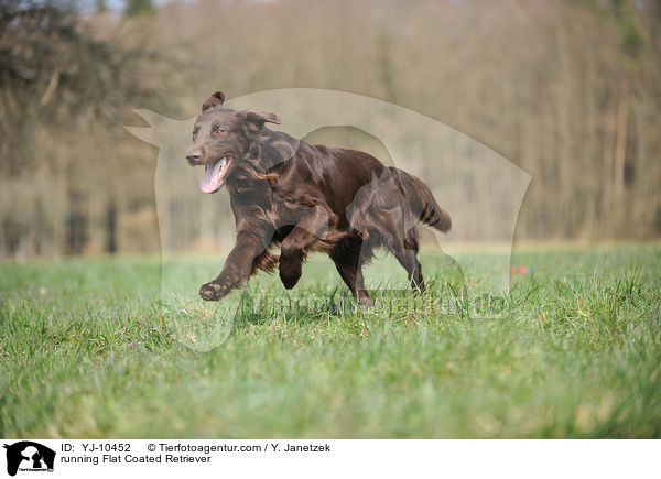 rennender Flat Coated Retriever / running Flat Coated Retriever / YJ-10452