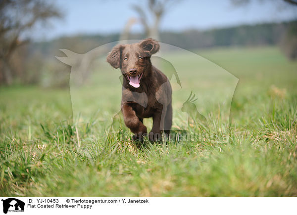 Flat Coated Retriever Welpe / Flat Coated Retriever Puppy / YJ-10453