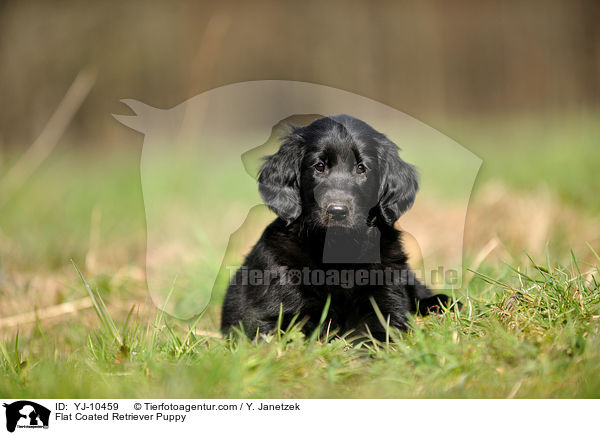 Flat Coated Retriever Welpe / Flat Coated Retriever Puppy / YJ-10459