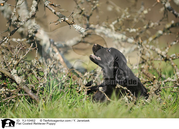 Flat Coated Retriever Welpe / Flat Coated Retriever Puppy / YJ-10462