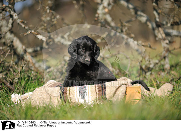 Flat Coated Retriever Welpe / Flat Coated Retriever Puppy / YJ-10463