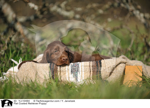 Flat Coated Retriever Welpe / Flat Coated Retriever Puppy / YJ-10464