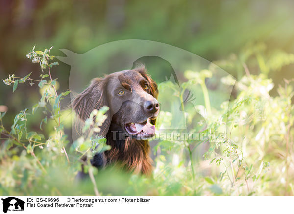 Flat Coated Retriever Portrait / Flat Coated Retriever Portrait / BS-06696