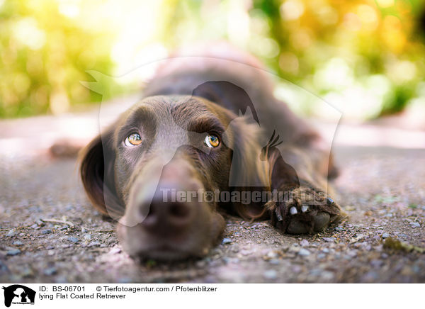 liegender Flat Coated Retriever / lying Flat Coated Retriever / BS-06701