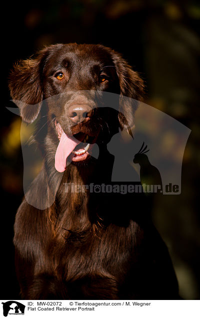 Flat Coated Retriever Portrait / Flat Coated Retriever Portrait / MW-02072