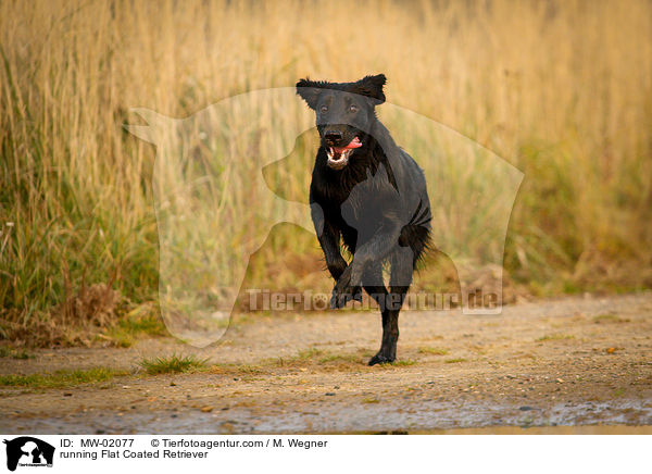 rennender Flat Coated Retriever / running Flat Coated Retriever / MW-02077