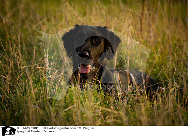 liegender Flat Coated Retriever / lying Flat Coated Retriever / MW-02081