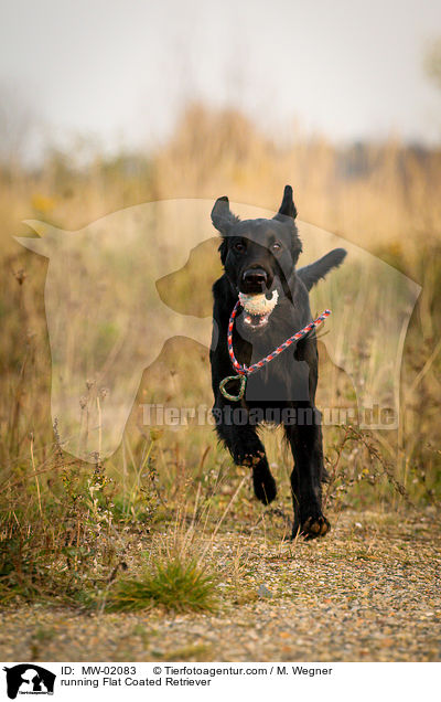 rennender Flat Coated Retriever / running Flat Coated Retriever / MW-02083