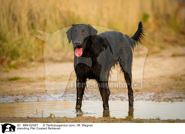 stehender Flat Coated Retriever / standing Flat Coated Retriever / MW-02087