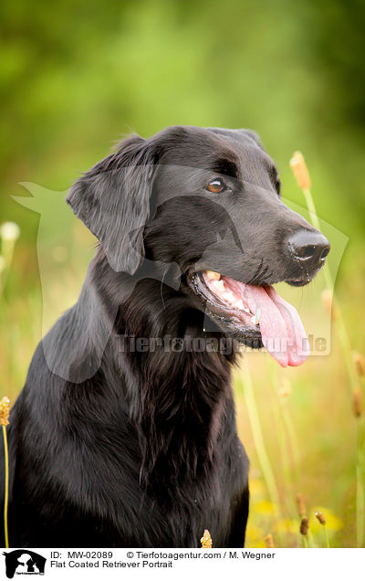 Flat Coated Retriever Portrait / Flat Coated Retriever Portrait / MW-02089