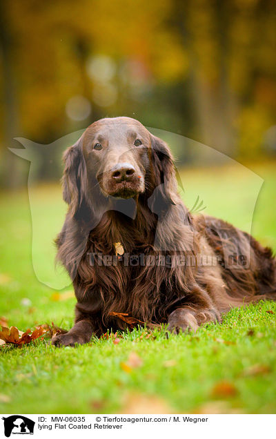 liegender Flat Coated Retriever / lying Flat Coated Retriever / MW-06035