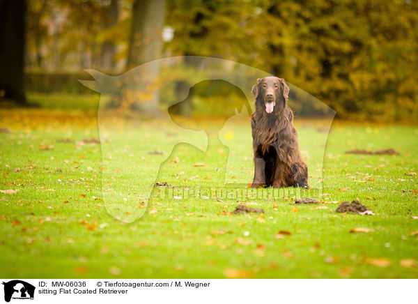 sitzender Flat Coated Retriever / sitting Flat Coated Retriever / MW-06036