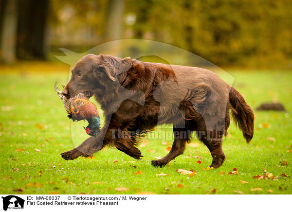 Flat Coated Retriever retrieves Pheasant / MW-06037