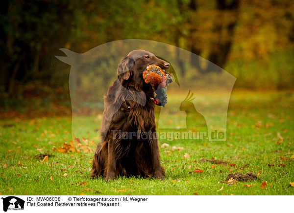 Flat Coated Retriever apportiert Fasan / Flat Coated Retriever retrieves Pheasant / MW-06038