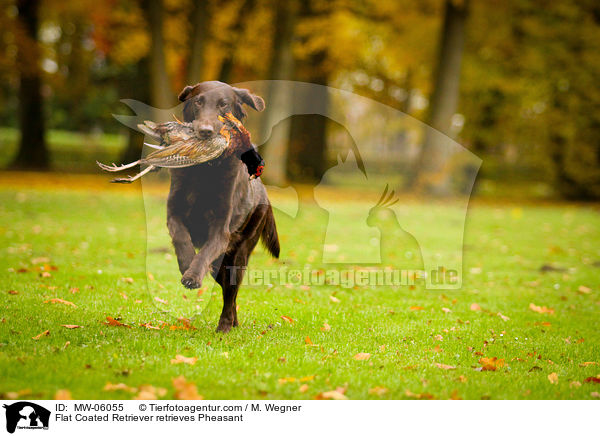 Flat Coated Retriever apportiert Fasan / Flat Coated Retriever retrieves Pheasant / MW-06055